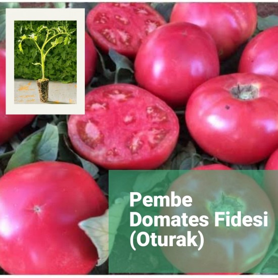 Domates Fidesi Oturak  - Almila - Pembe